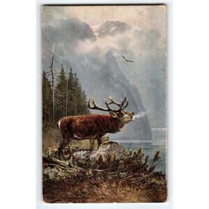 Deer Postcard Signed M Muller Germany Rustic Wildlife Mountains Eagle Clouds